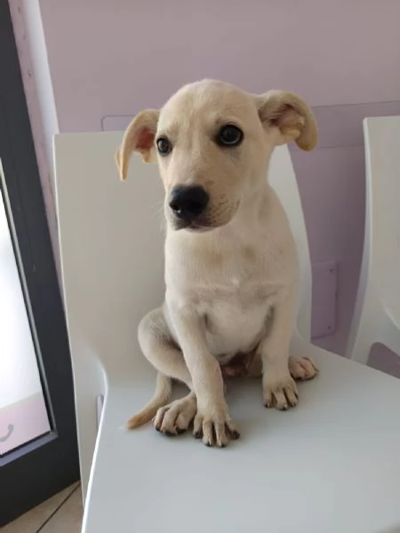 Cucciolo taglia media 10 settimane | Foto 0