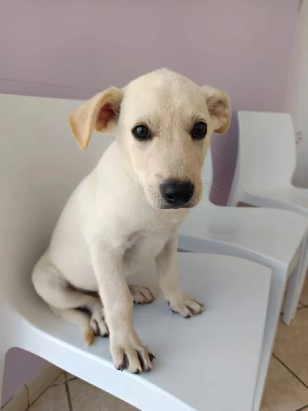 Cucciolo taglia media 10 settimane
