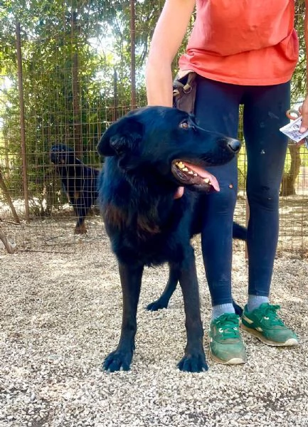 Ryu maestoso pastore tedesco 2 anni | Foto 4