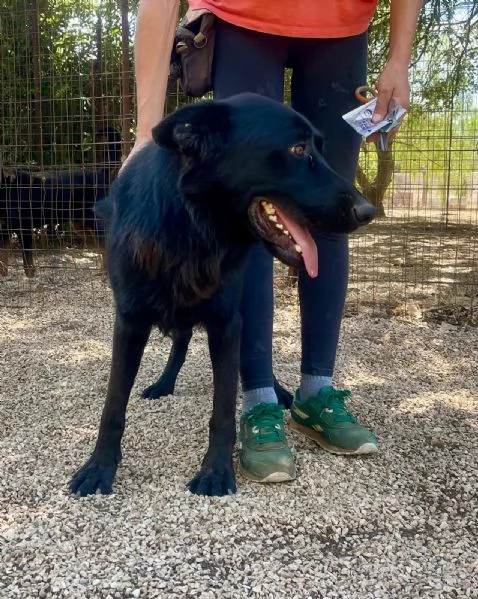 Ryu maestoso pastore tedesco 2 anni | Foto 3