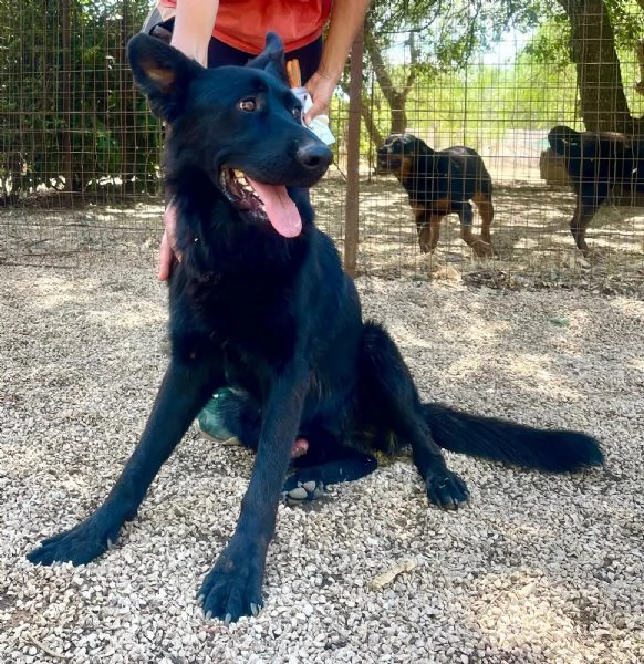 Ryu maestoso pastore tedesco 2 anni | Foto 0