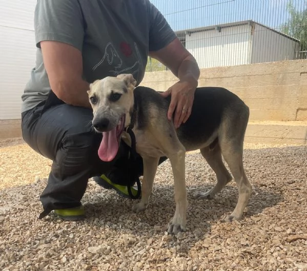 Hero dolcissimo cucciolo 5 mesi e mezzo | Foto 4