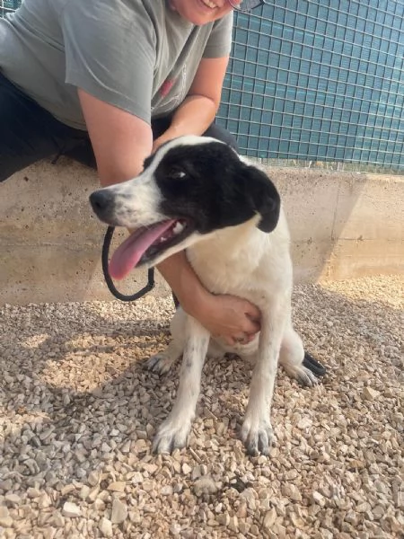 Matilda tenera cucciola 5 mesi e mezzo | Foto 5