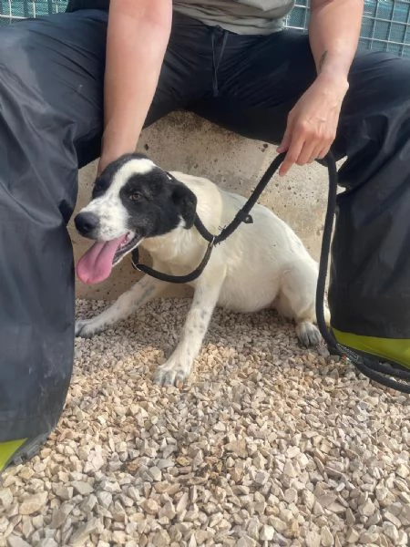 Matilda tenera cucciola 5 mesi e mezzo | Foto 3
