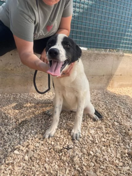 Matilda tenera cucciola 5 mesi e mezzo | Foto 1