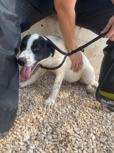 Matilda tenera cucciola 5 mesi e mezzo