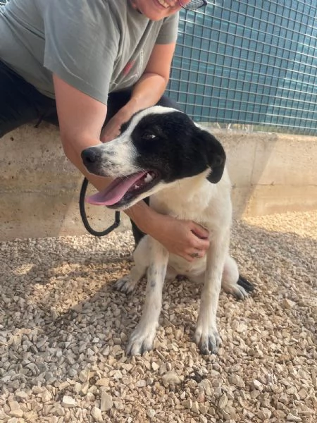 Matilda tenera cucciola 5 mesi e mezzo | Foto 0