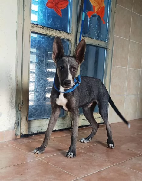 Remy cucciolo 6 mesi taglia medio piccola | Foto 1