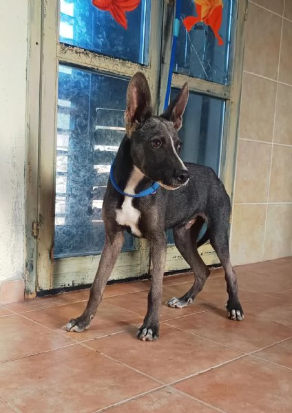 Remy cucciolo 6 mesi taglia medio piccola
