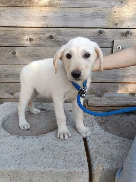 Iris mix labrador 3 mesi