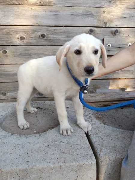Iris mix labrador 3 mesi | Foto 4