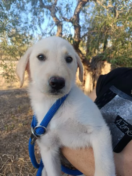 Iris mix labrador 3 mesi | Foto 3