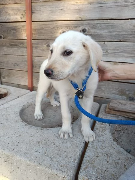 Iris mix labrador 3 mesi | Foto 2