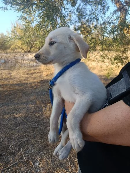 Iris mix labrador 3 mesi | Foto 1