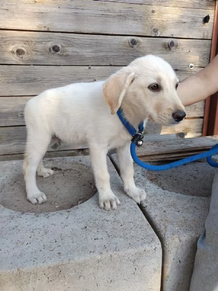 Iris mix labrador 3 mesi | Foto 0