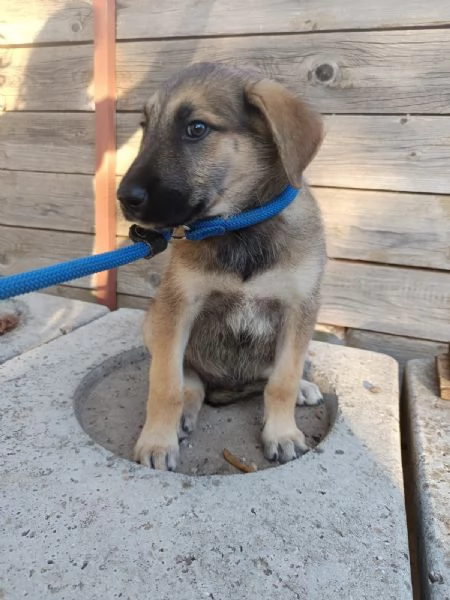 Egon dolce cucciolo 3 mesi | Foto 4