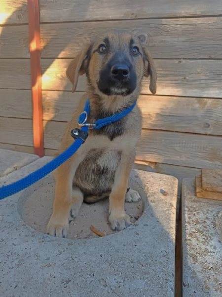 Egon dolce cucciolo 3 mesi | Foto 1