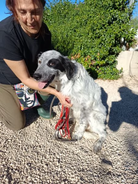 Elvis mix setter 7 mesi