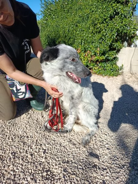 Elvis mix setter 7 mesi | Foto 6
