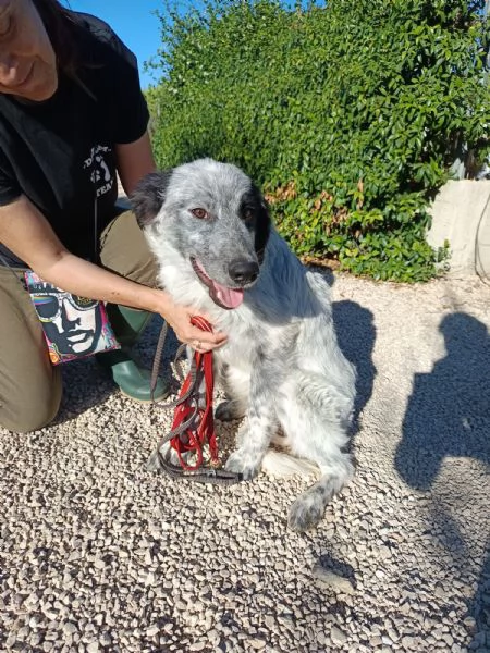 Elvis mix setter 7 mesi | Foto 4