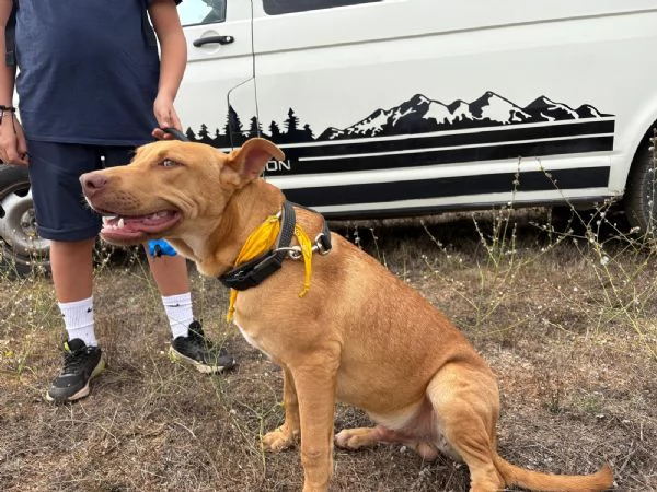 Beep cucciolone mix pit 7 mesi | Foto 5