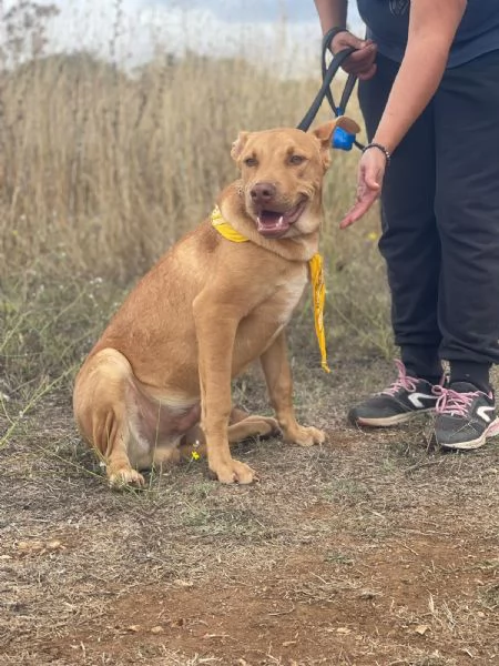 Beep cucciolone mix pit 7 mesi | Foto 4