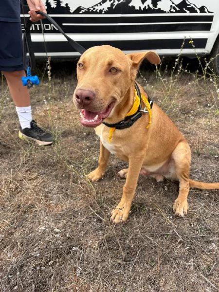 Beep cucciolone mix pit 7 mesi | Foto 3