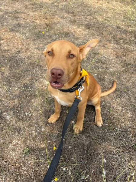 Beep cucciolone mix pit 7 mesi