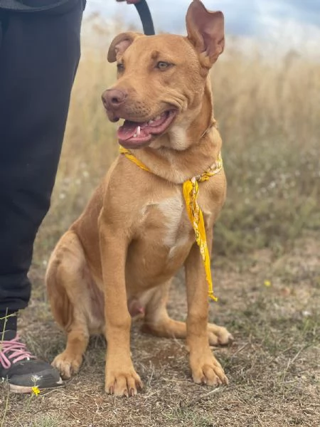 Beep cucciolone mix pit 7 mesi | Foto 2