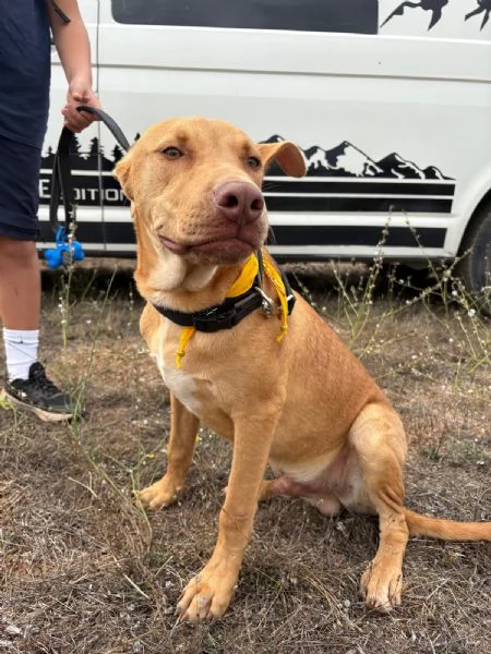 Beep cucciolone mix pit 7 mesi | Foto 1