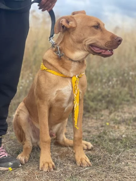 Beep cucciolone mix pit 7 mesi | Foto 0