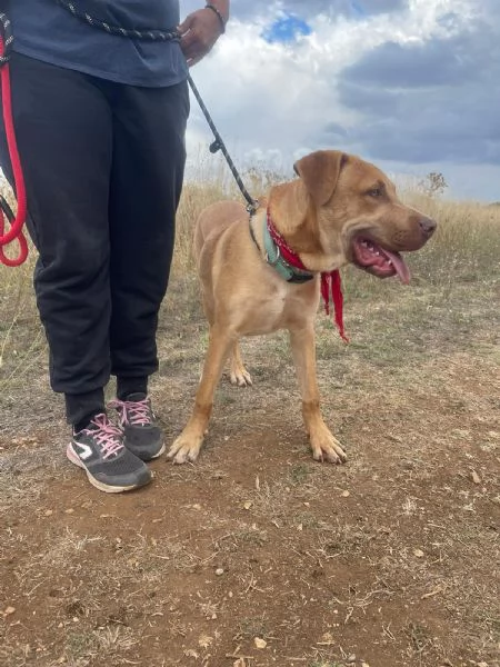 Tai cucciolone mix pitbull 7 mesi | Foto 5