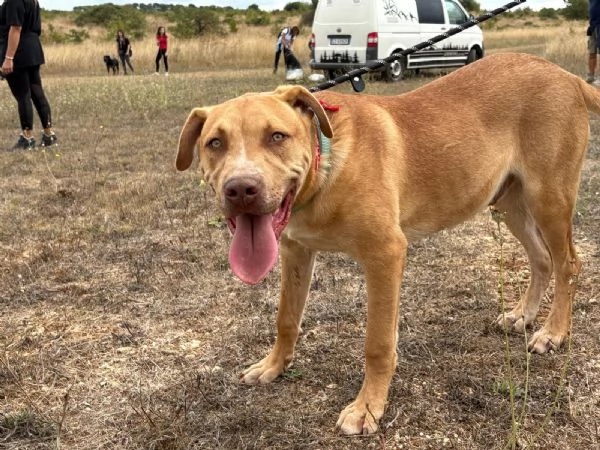 Tai cucciolone mix pitbull 7 mesi | Foto 4