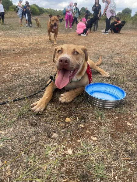 Tai cucciolone mix pitbull 7 mesi | Foto 3
