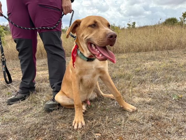 Tai cucciolone mix pitbull 7 mesi
