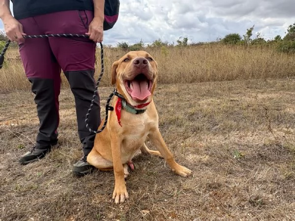 Tai cucciolone mix pitbull 7 mesi | Foto 2