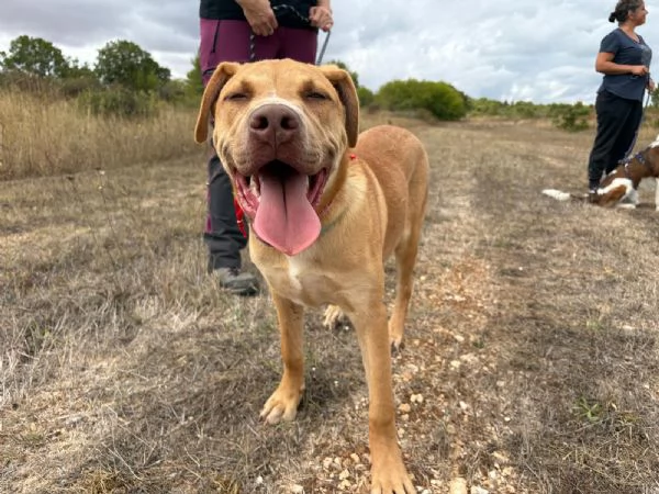 Tai cucciolone mix pitbull 7 mesi | Foto 1