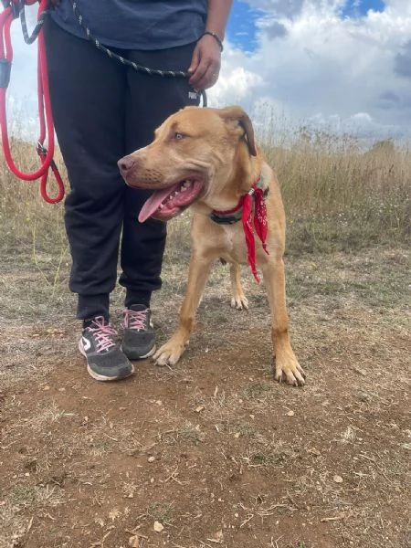 Tai cucciolone mix pitbull 7 mesi | Foto 0
