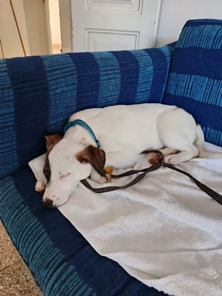 Jonas cucciolo 4 mesi taglia piccola | Foto 4