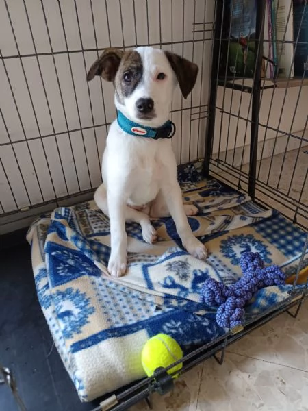 Jonas cucciolo 4 mesi taglia piccola | Foto 3