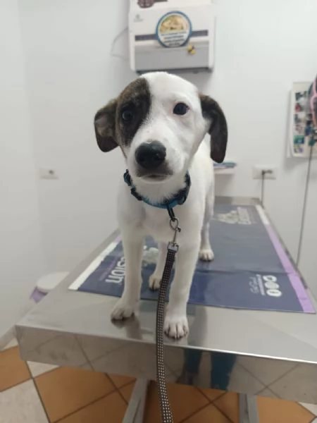 Jonas cucciolo 4 mesi taglia piccola | Foto 2