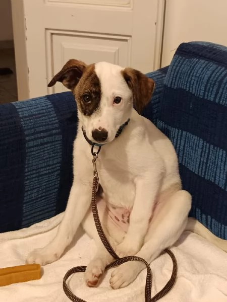 Jonas cucciolo 4 mesi taglia piccola | Foto 1