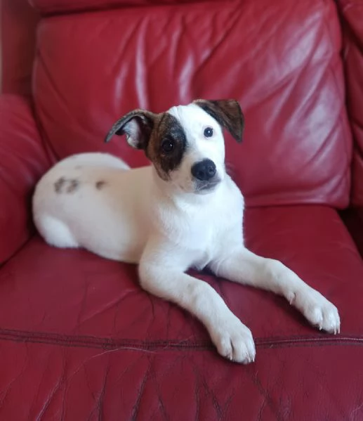 Jonas cucciolo 4 mesi taglia piccola