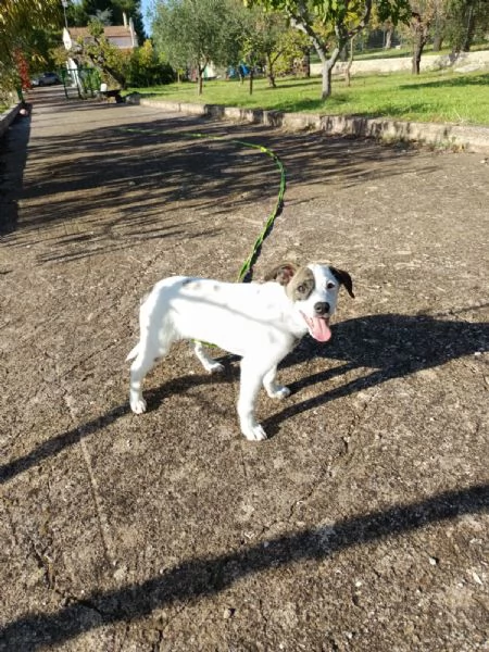 Jonas cucciolo 4 mesi taglia piccola | Foto 0