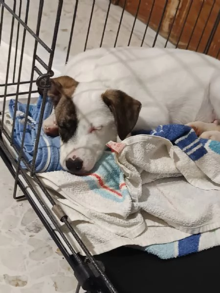 Dolce cucciolo taglia piccola | Foto 3