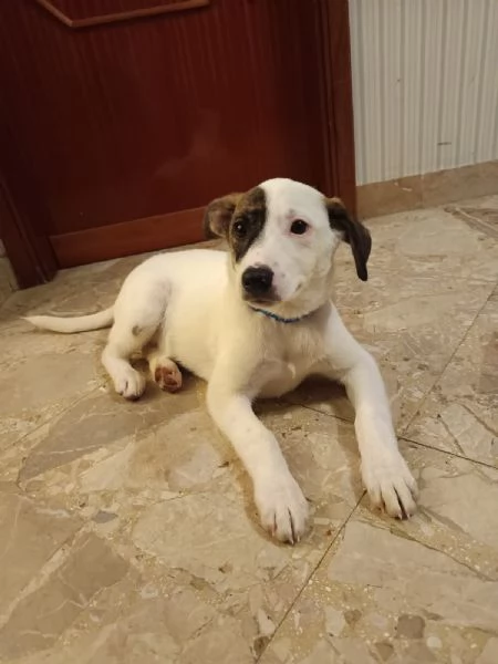 Dolce cucciolo taglia piccola