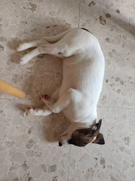 Dolce cucciolo taglia piccola | Foto 1