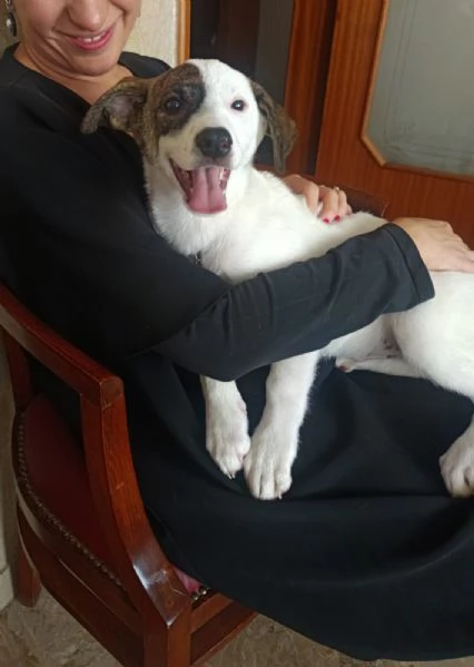 Dolce cucciolo taglia piccola | Foto 0