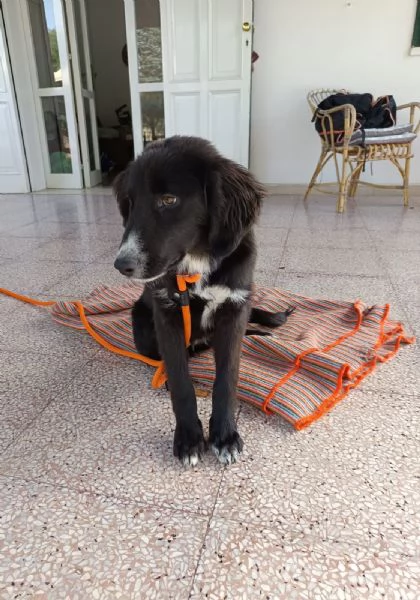 Ingrid cucciola 5 mesi mix Border | Foto 3