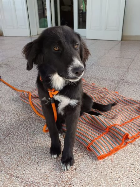 Ingrid cucciola 5 mesi mix Border